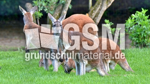Rotes Riesenkänguru_5.jpg
